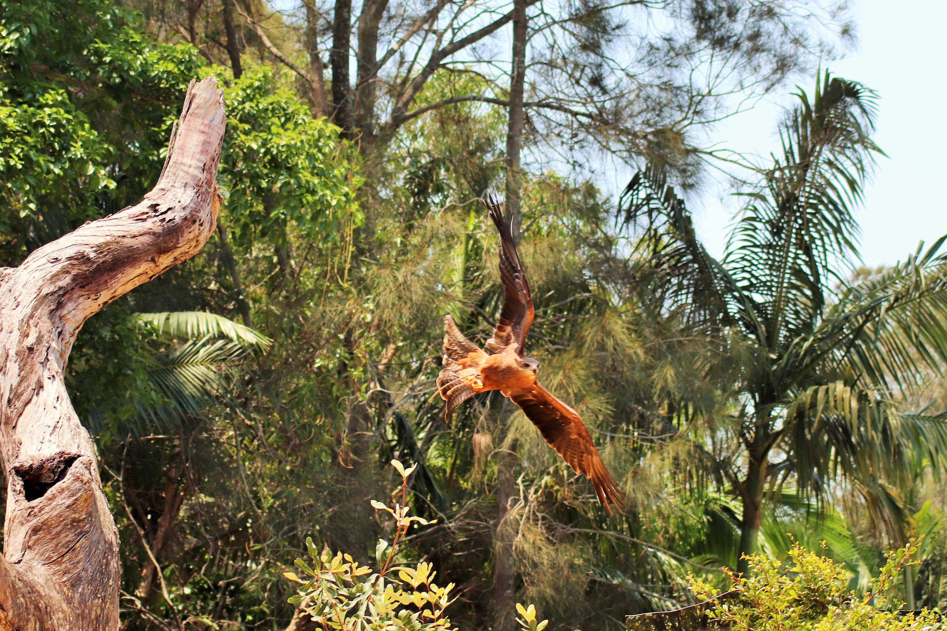 Black Kite (Milvus migrans affinis)