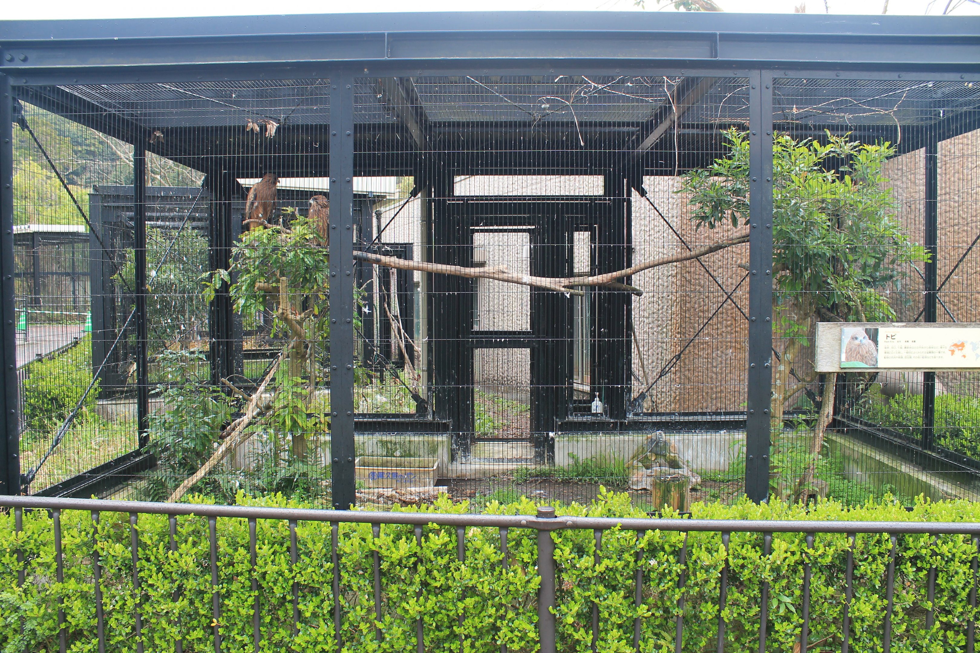Black Kite (Milvus migrans) aviary - Hirakawa Zoo (Kagoshima)