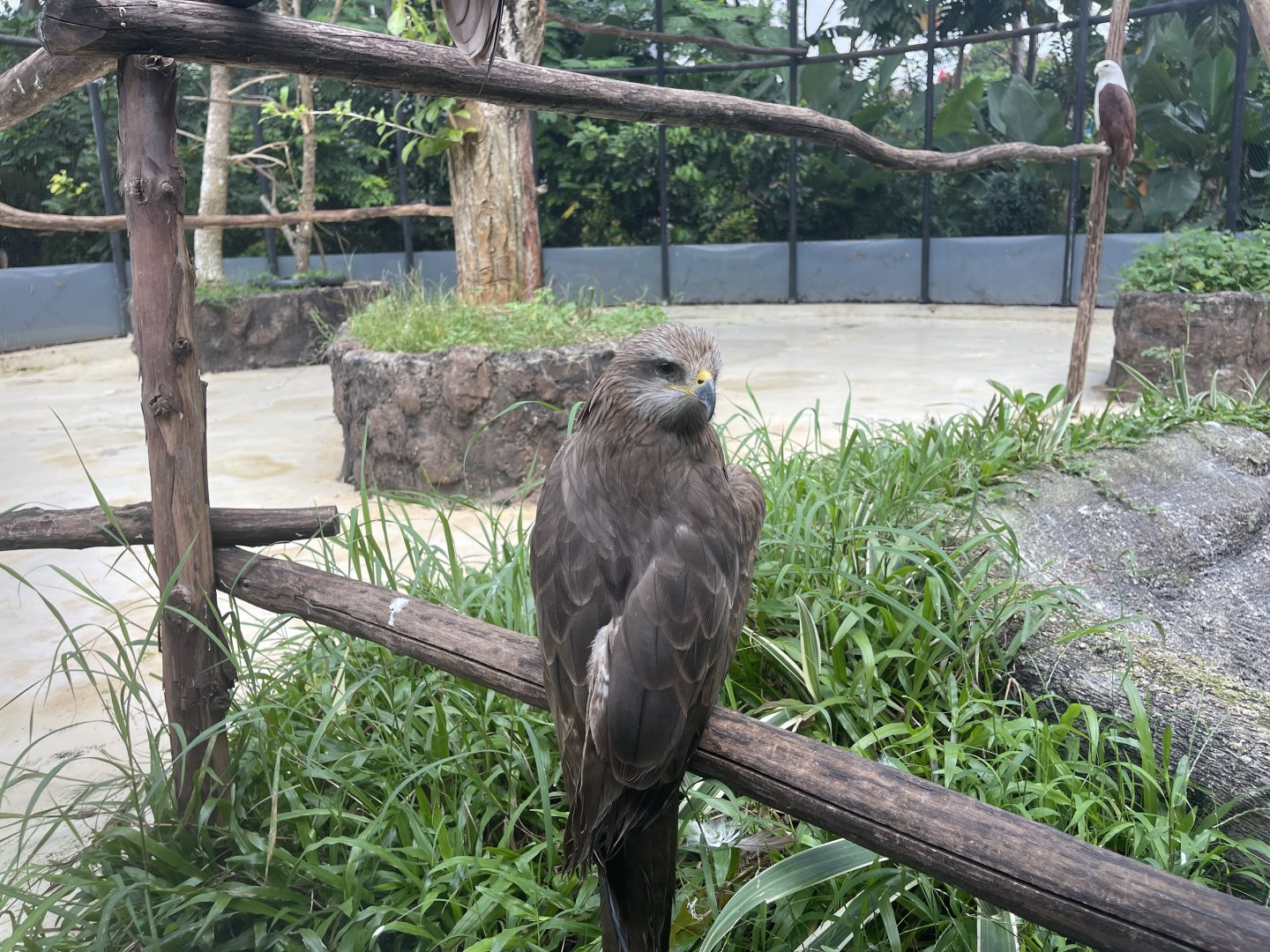 black kite (milvus migrans) - aviary park