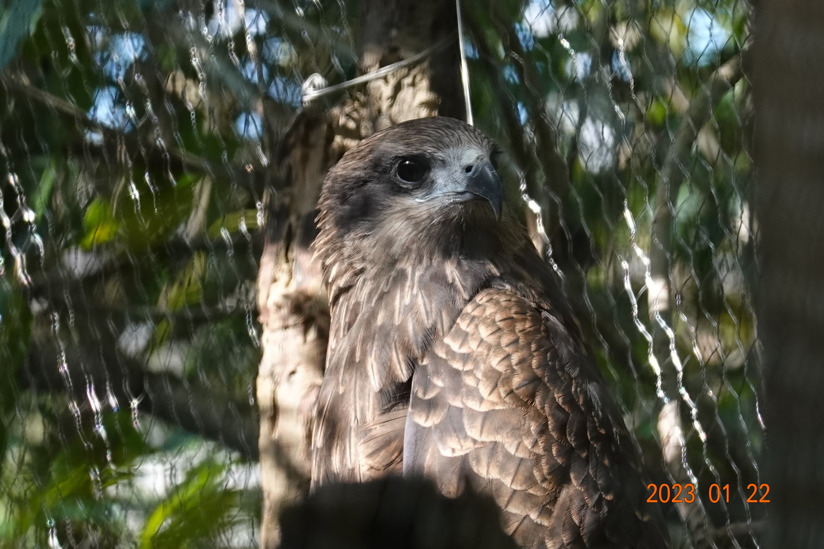 Black Kite (Milvus migrans formosanus)