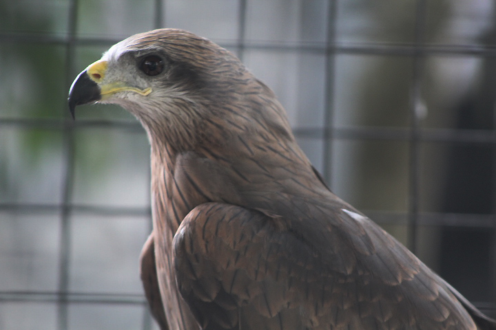 Black kite (Milvus migrans lineatus) - Purbasari Pancuran Mas