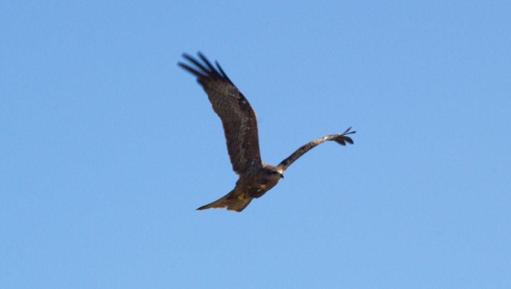 Black Kite (Milvus migrans)