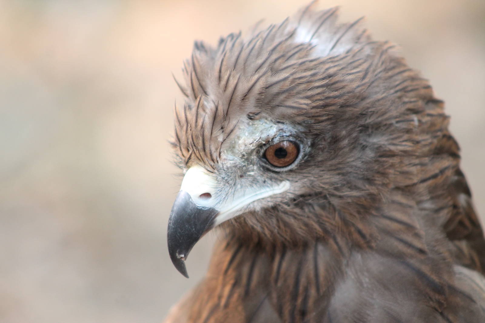 black kite (Milvus migrans)
