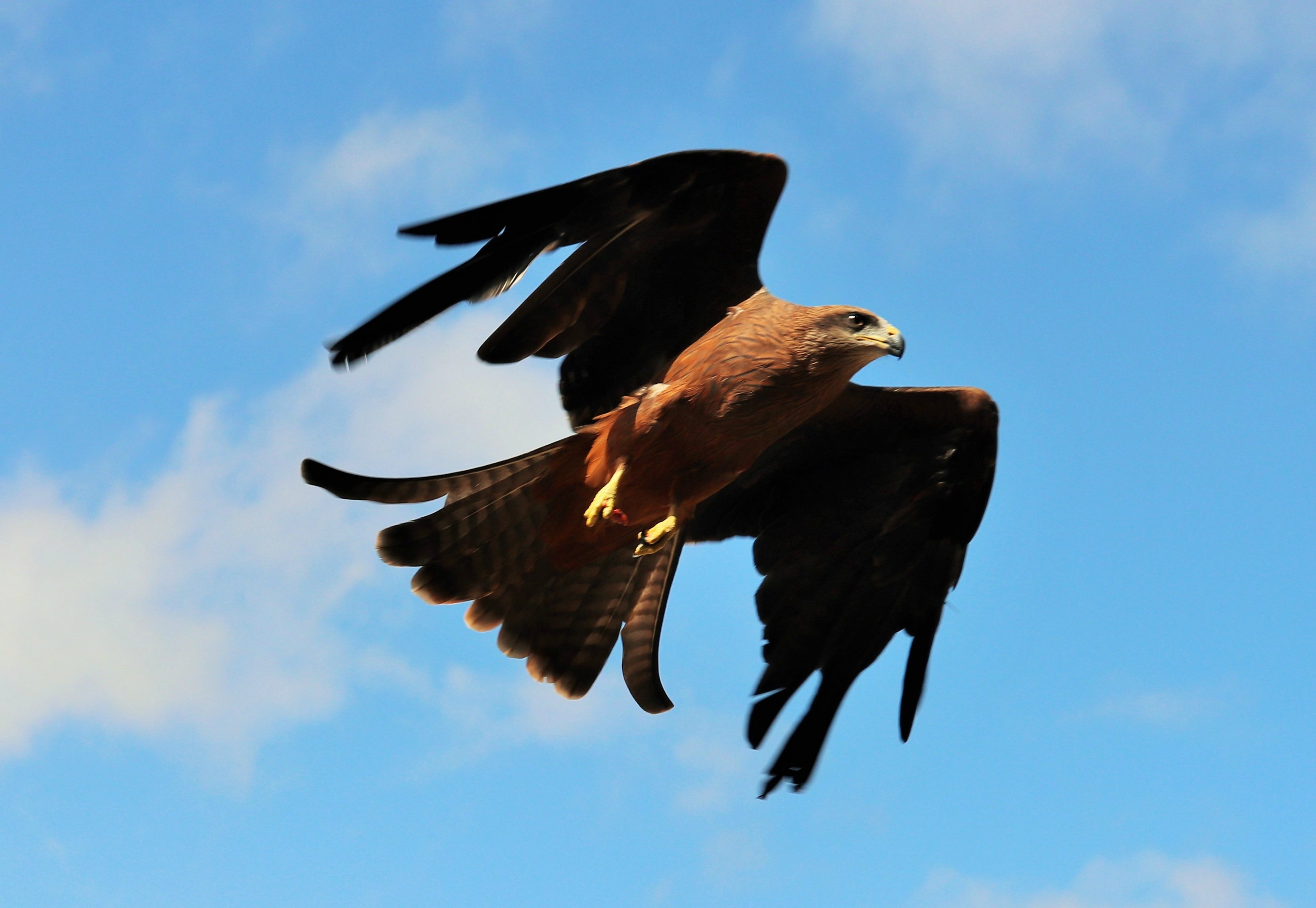 Black Kite (Milvus migrans)