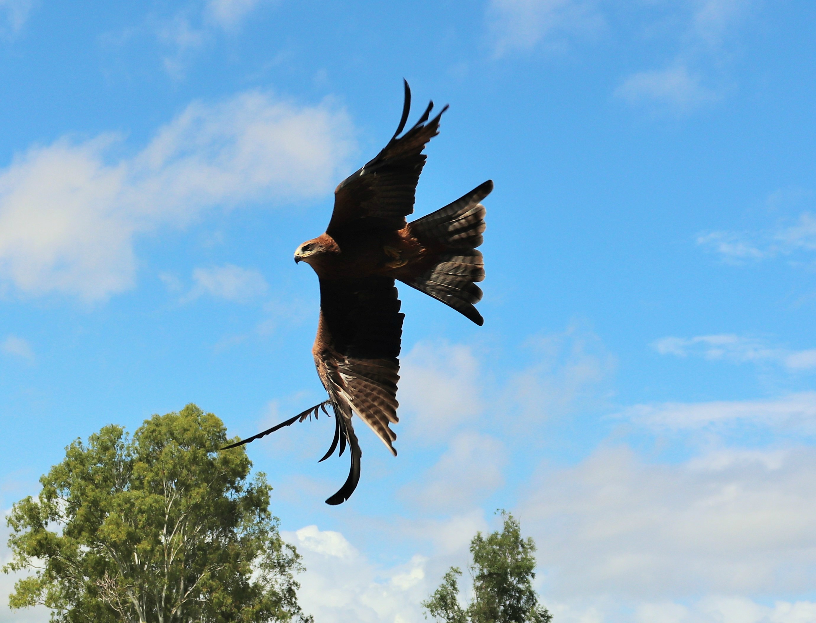 Black Kite (Milvus migrans)