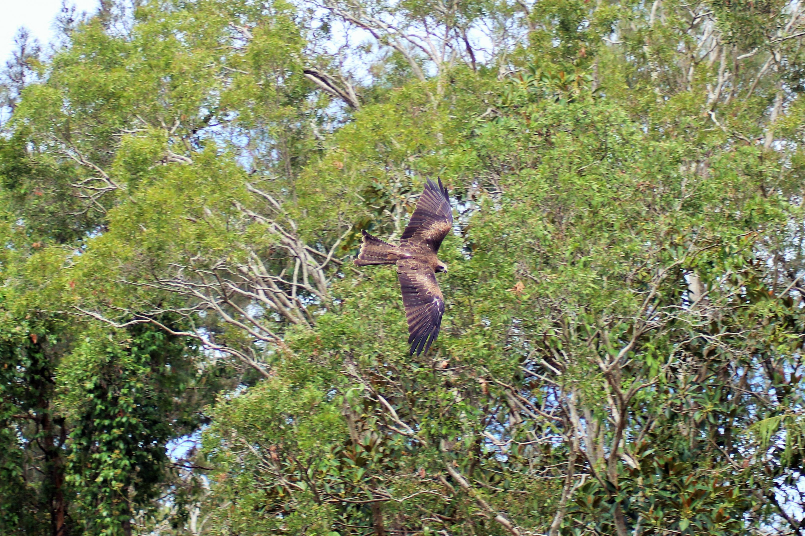 Black Kite (Milvus migrans)