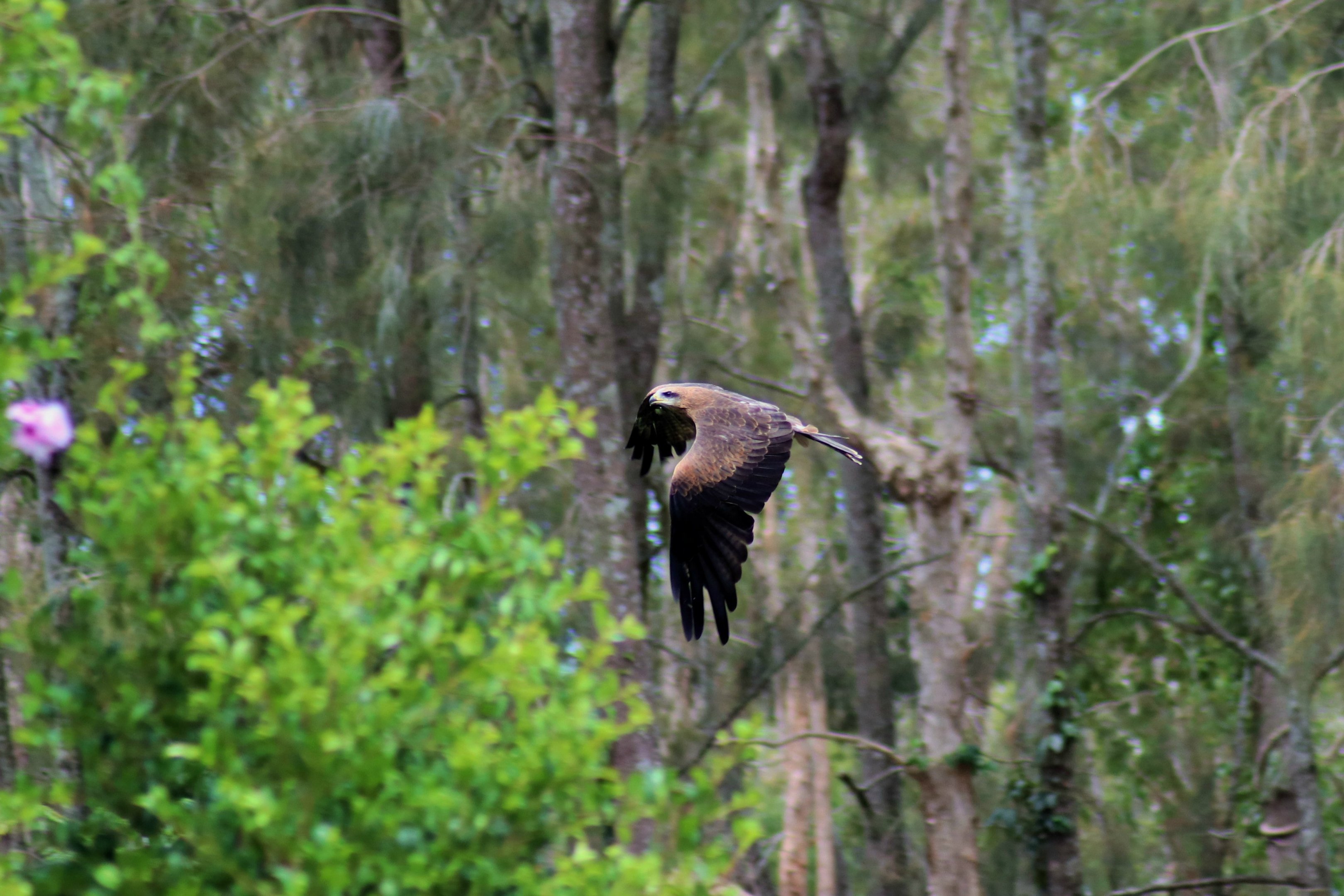 Black Kite (Milvus migrans)