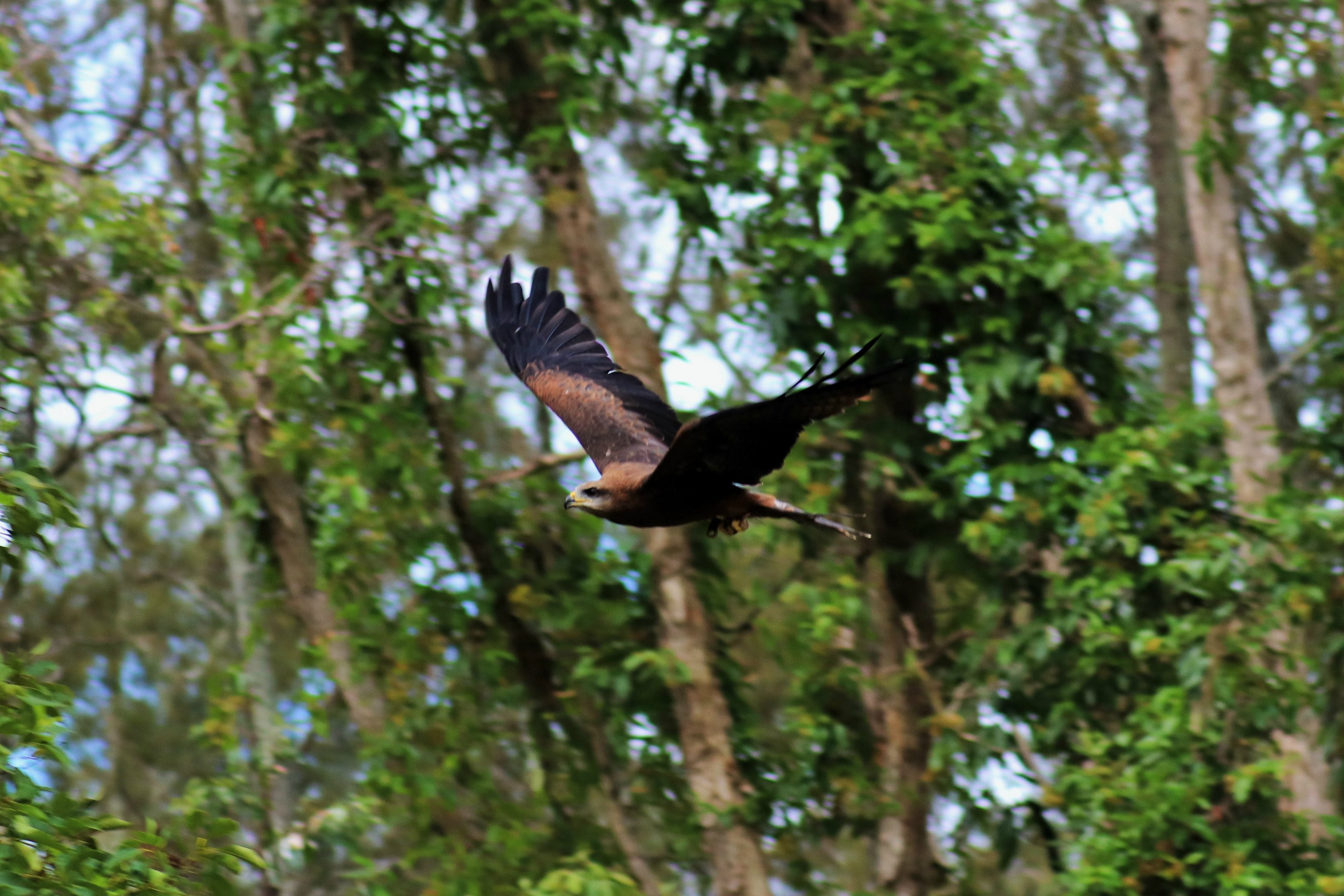 Black Kite (Milvus migrans)