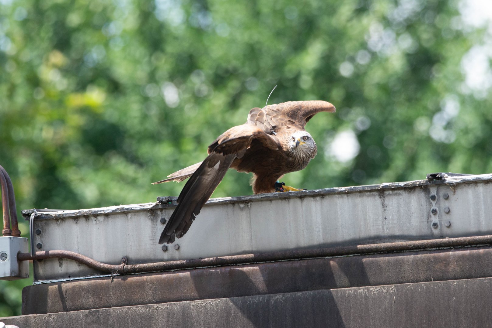 Black Kite- (Milvus migrans)