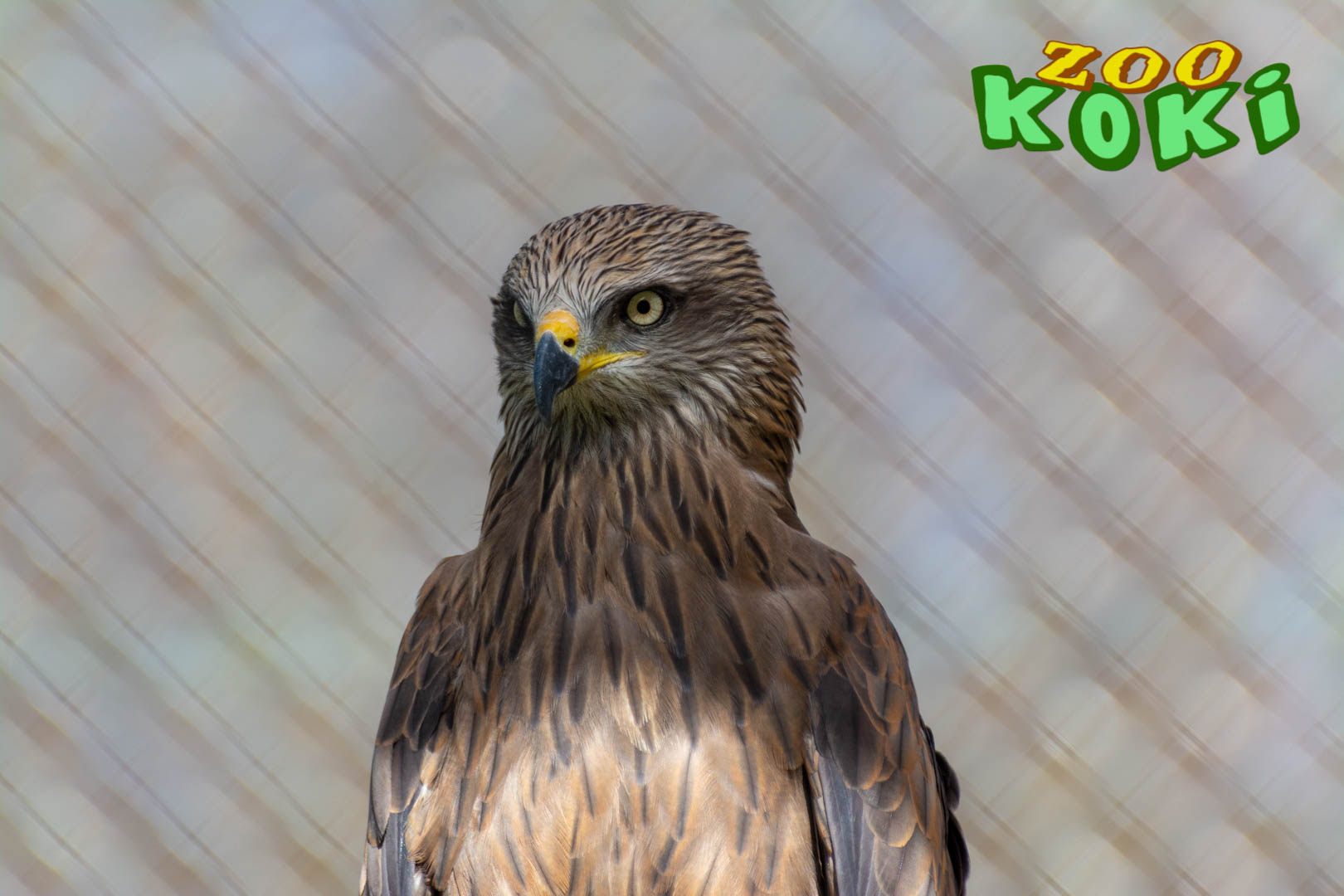 black kite (Milvus migrans)
