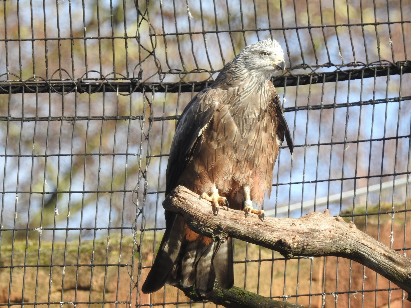 Black Kite (Milvus migrans)