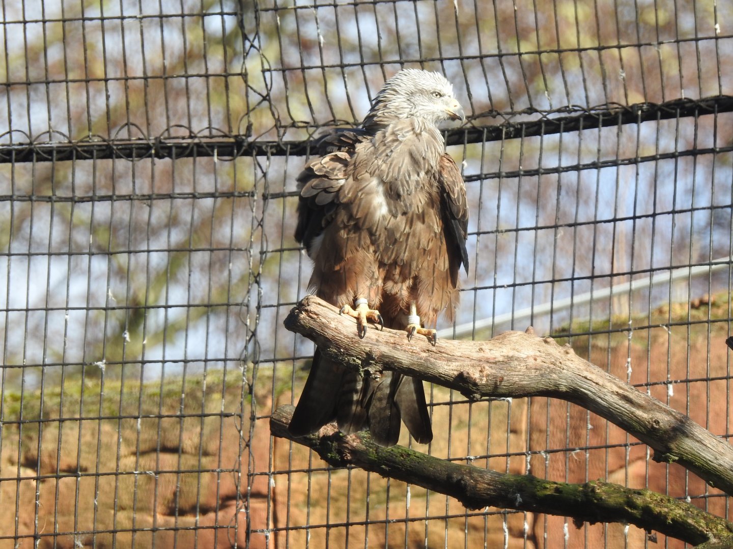 Black Kite (Milvus migrans)