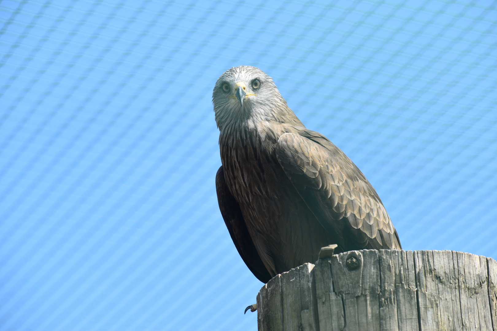 Black Kite - Milvus migrans