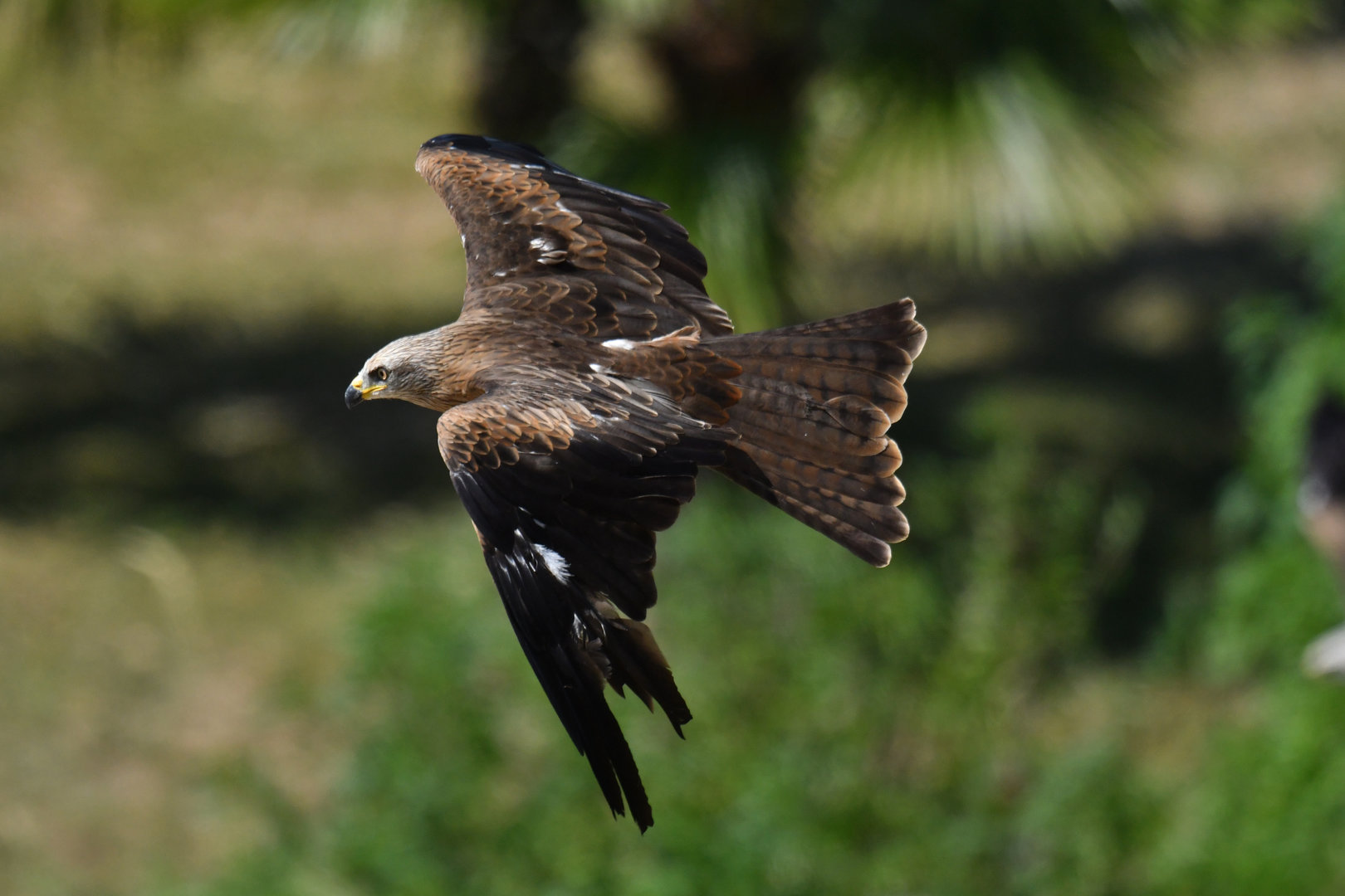 Black Kite Milvus migrans