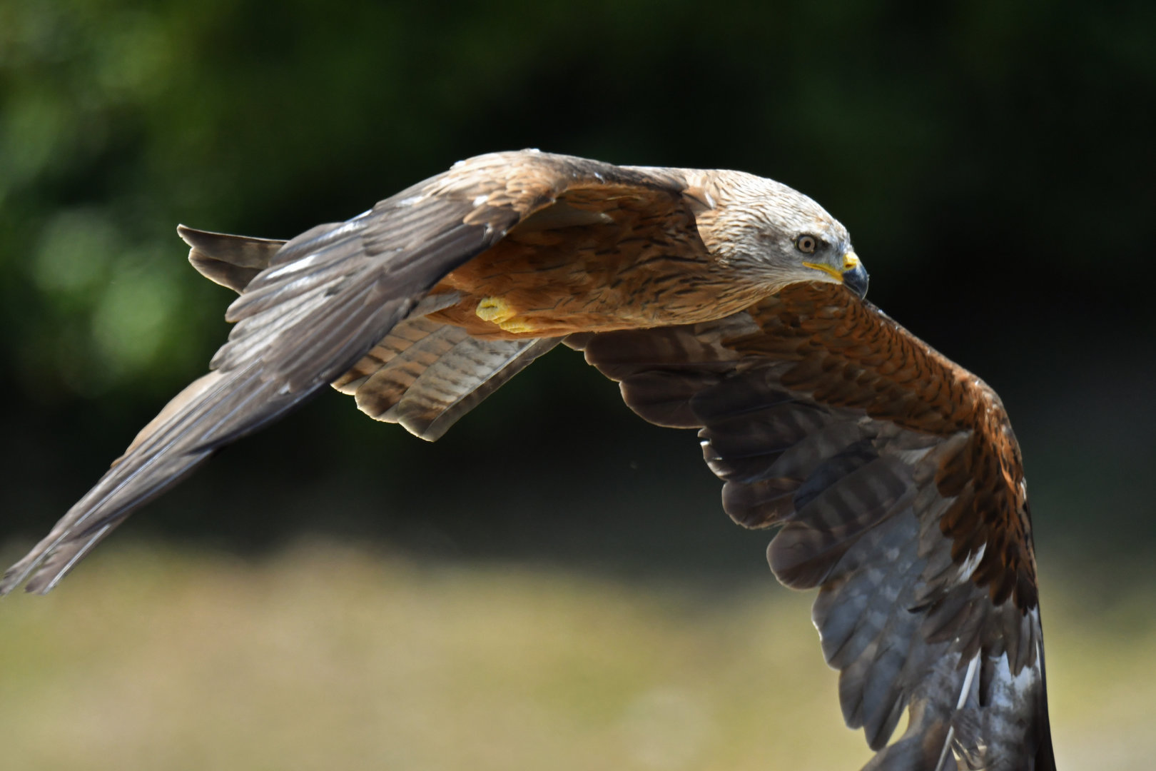 Black Kite Milvus migrans