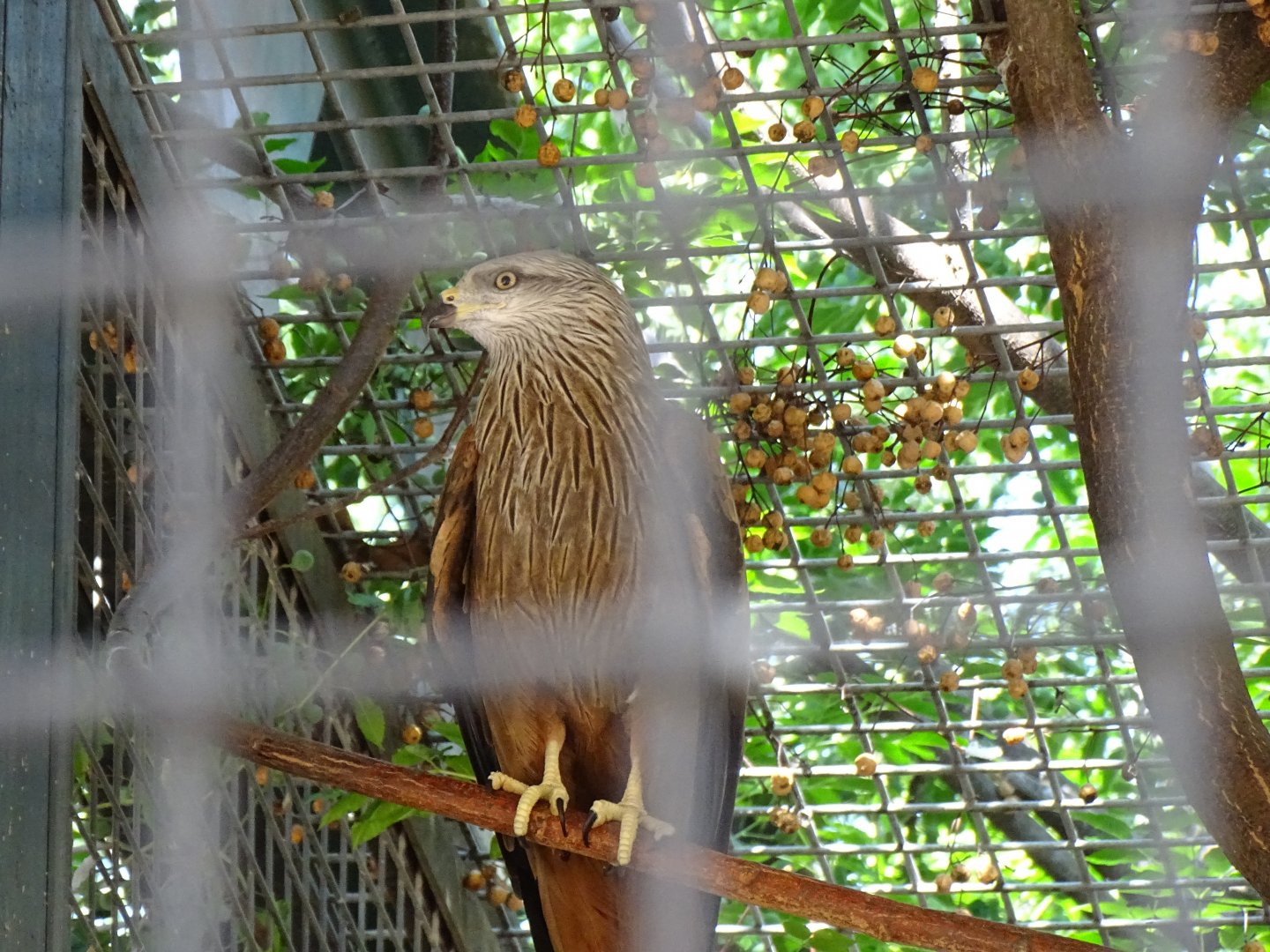 Black kite (Milvus migrans)
