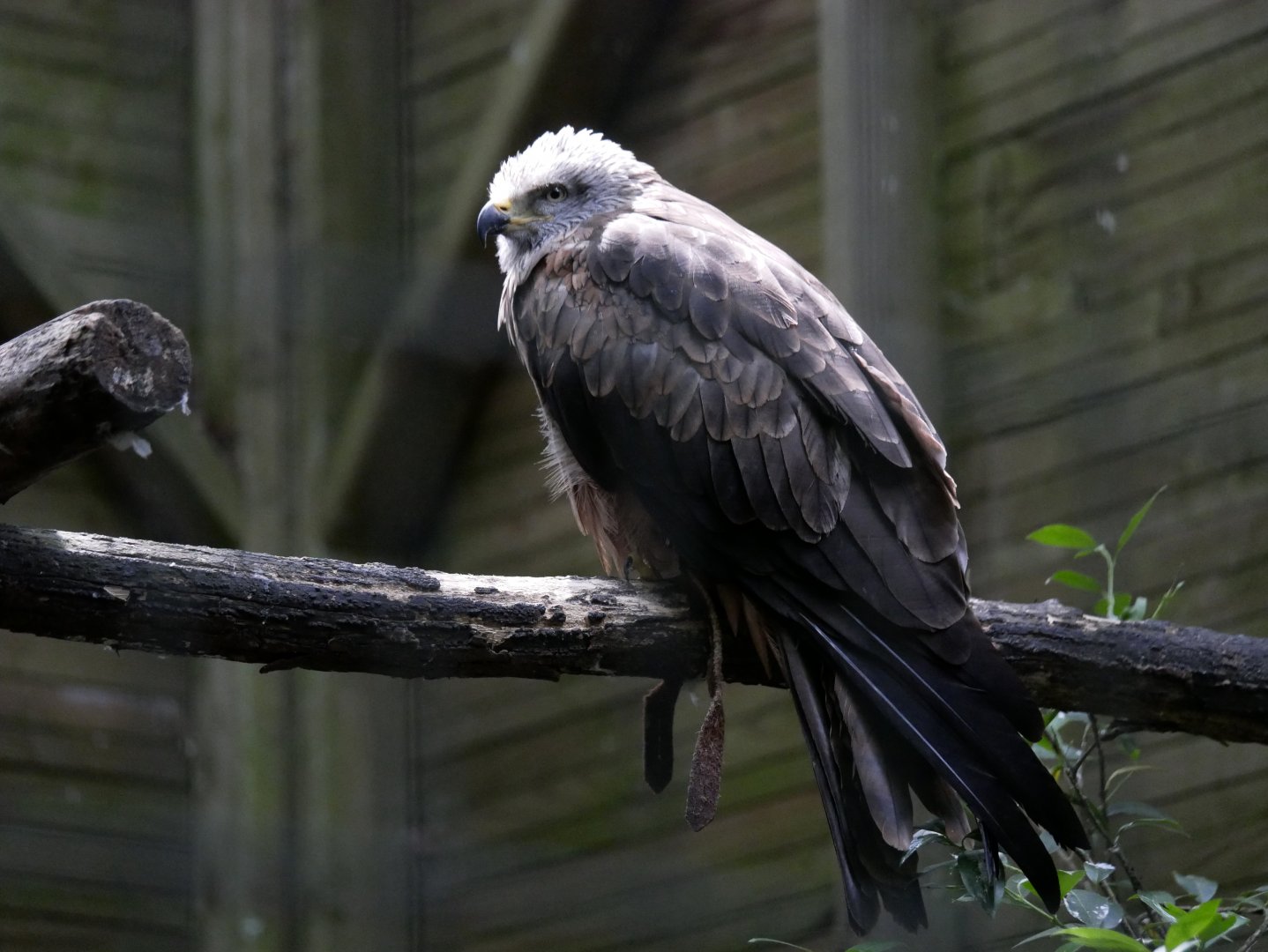 Black kite (Milvus migrans)
