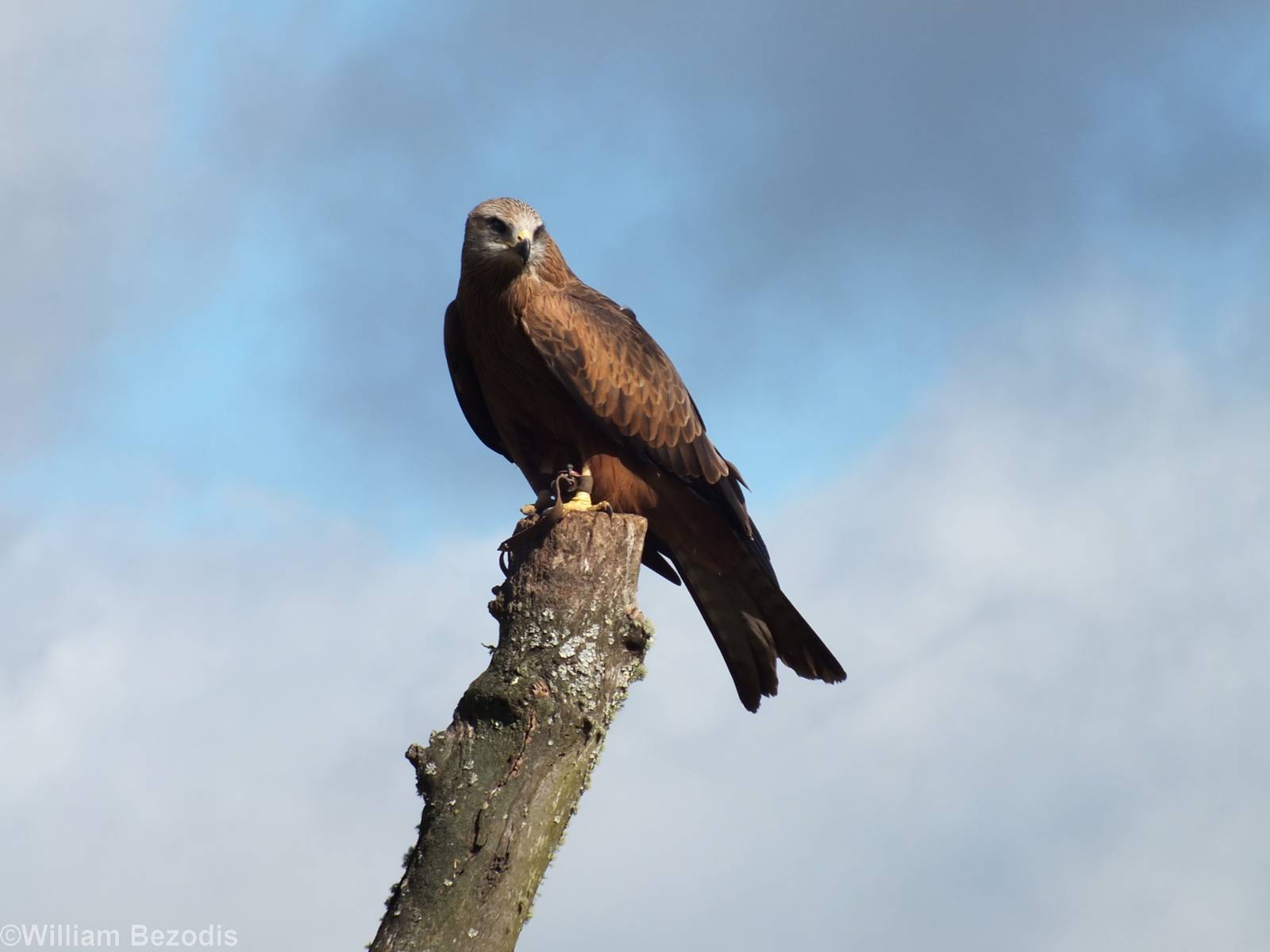Black Kite - O'Reilly's Rainforest Retreat Bird-of-prey Show