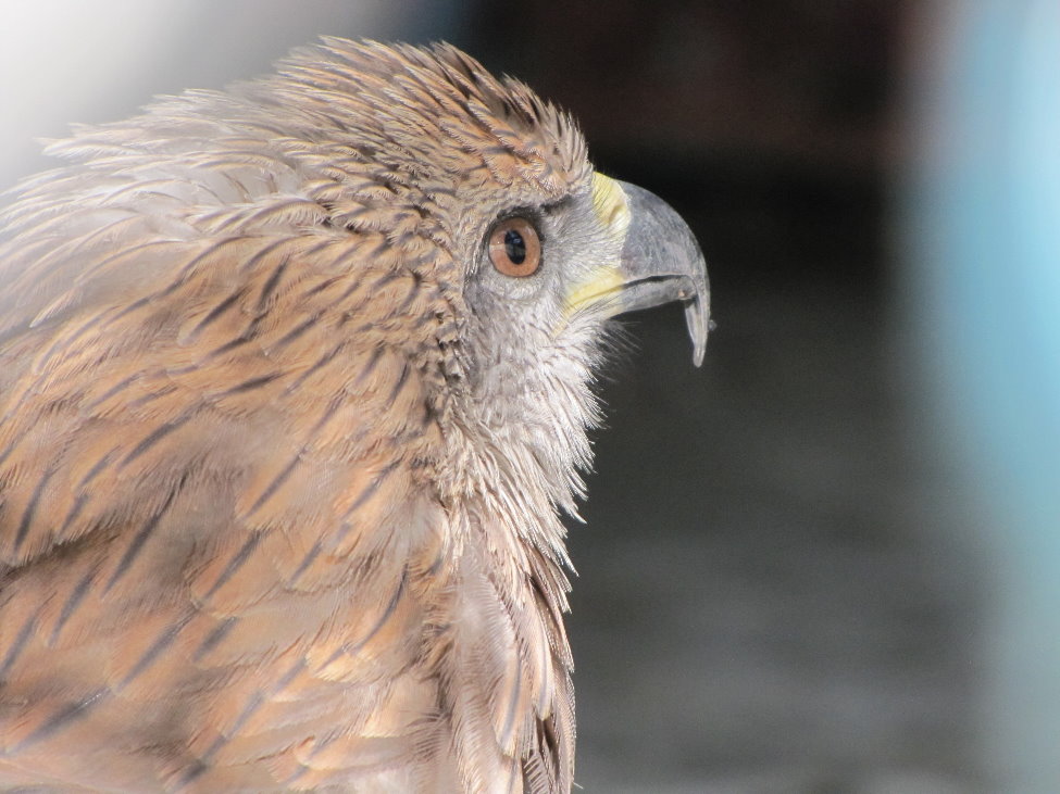 black kite(tehran zoo)