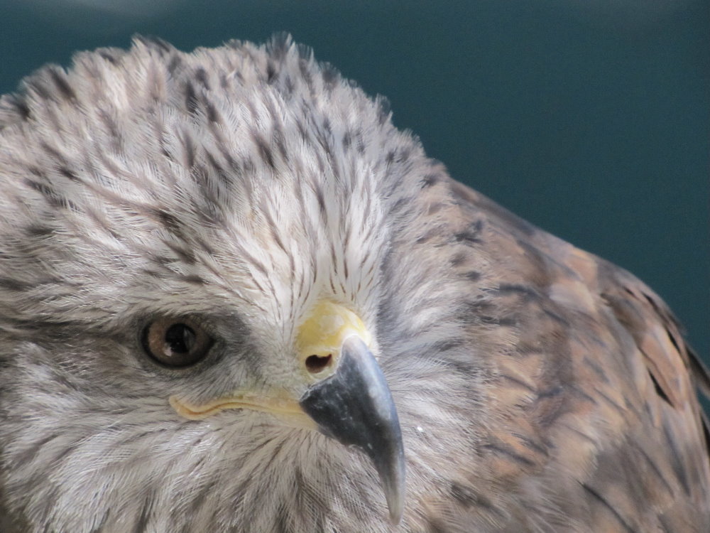black kite(tehran zoo)