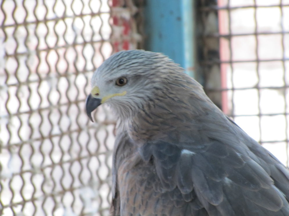 black kite(tehran zoo)