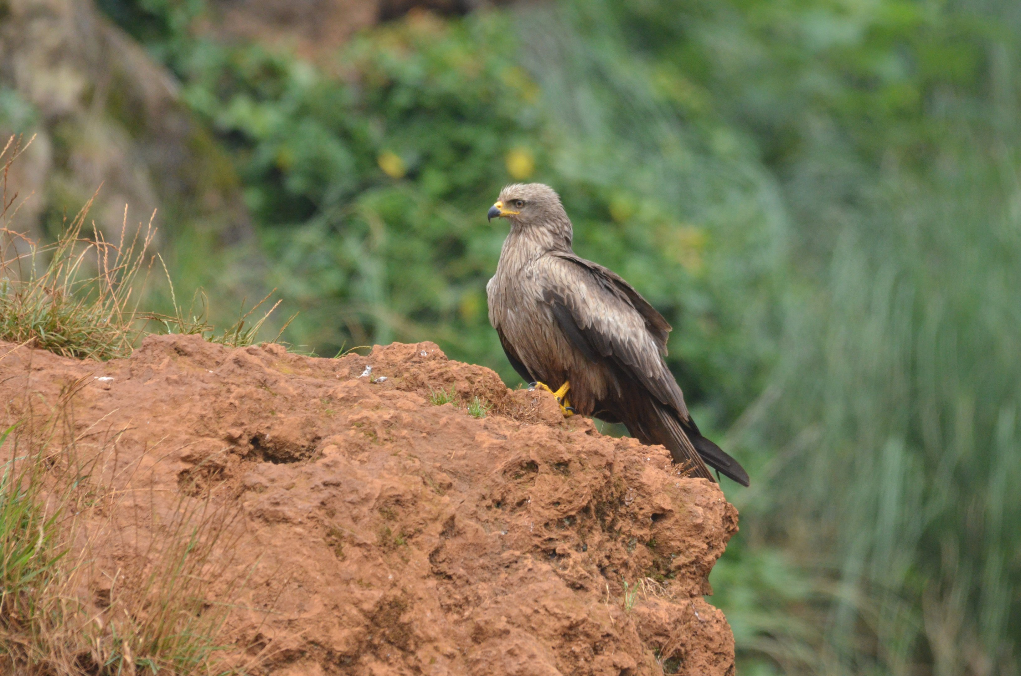 Black Kite (wild) at Cabarceno, 08/07/17