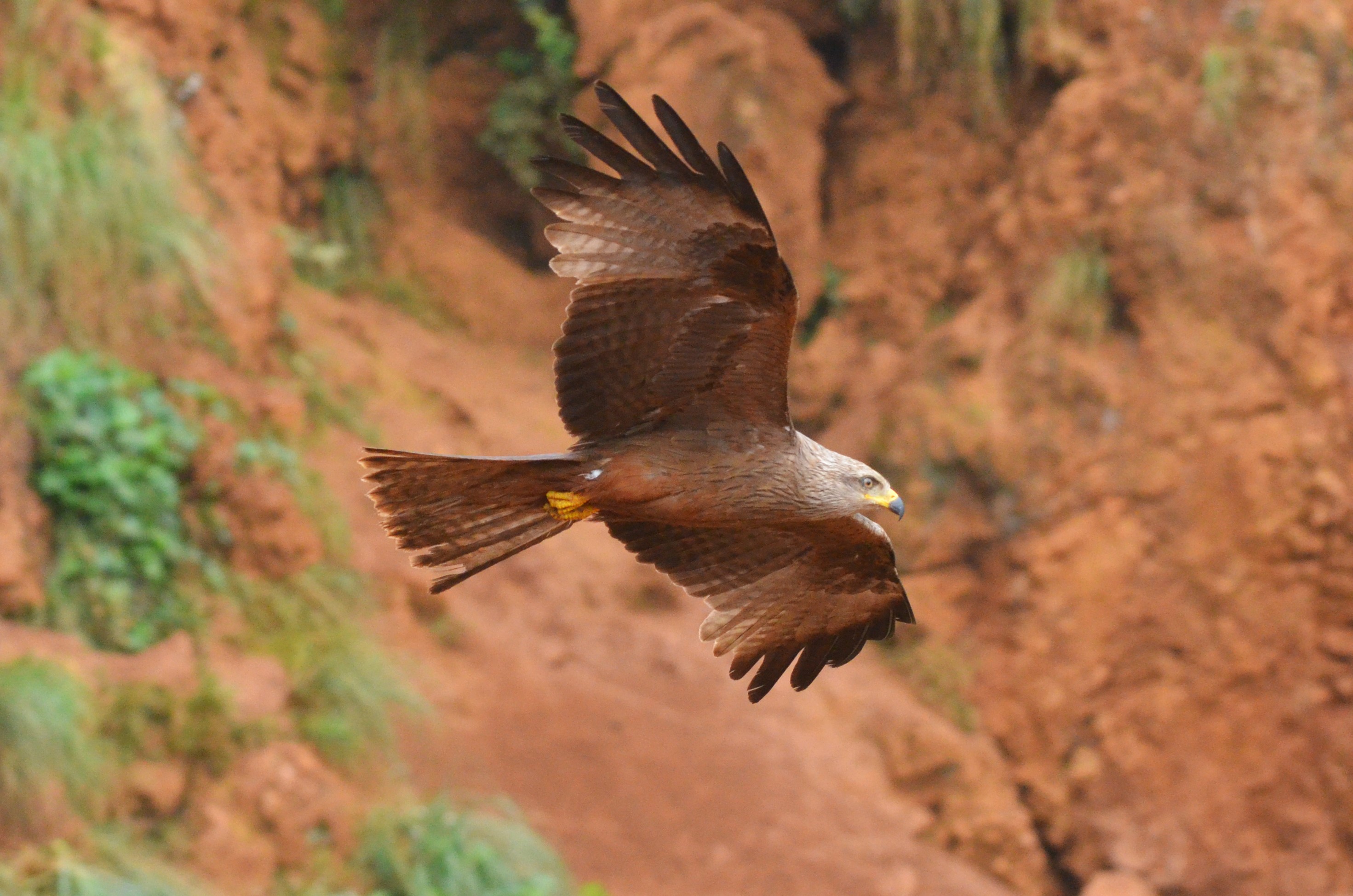 Black Kite (wild) at Cabarceno, 08/07/17