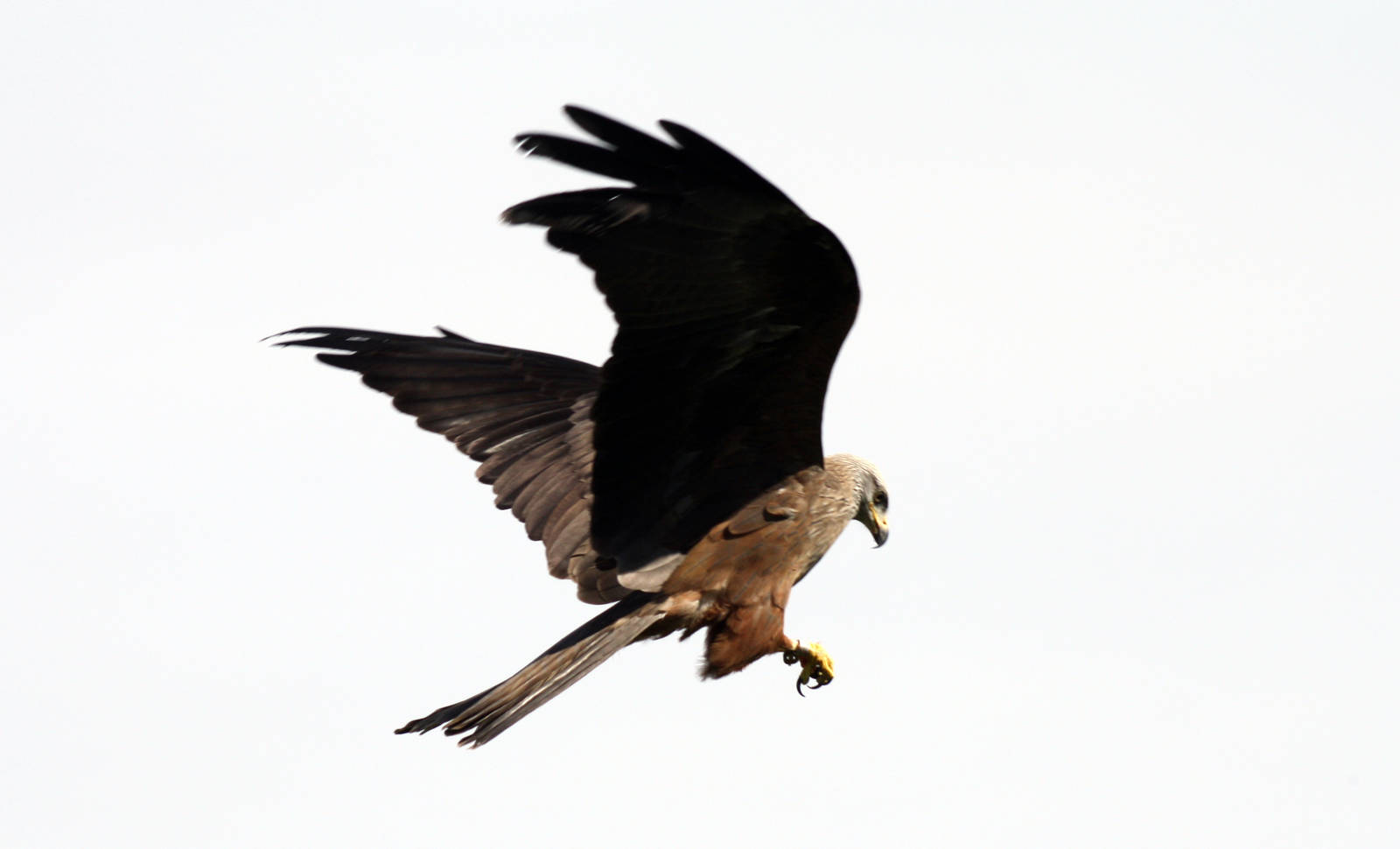 Black Kite