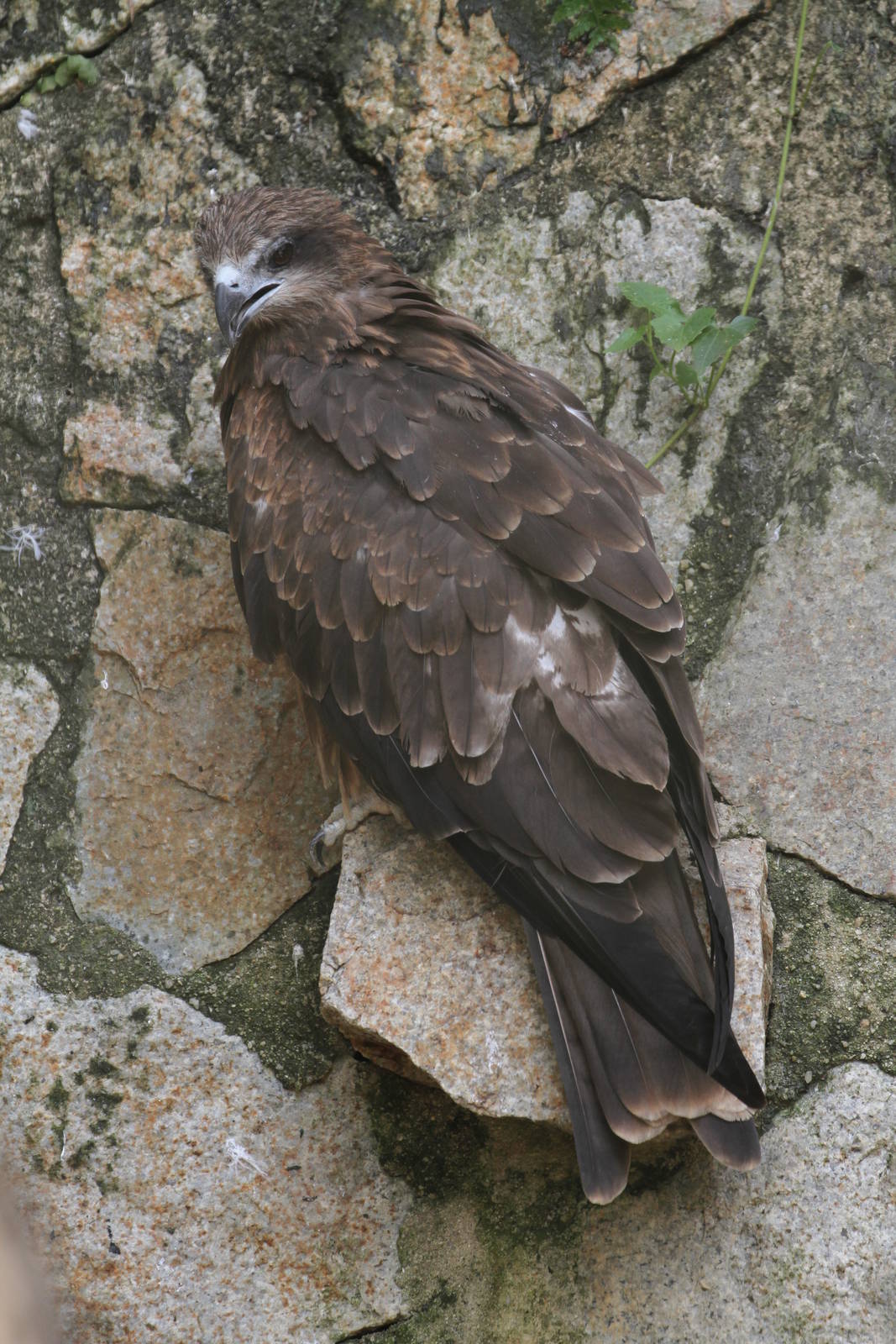 Black Kite?
