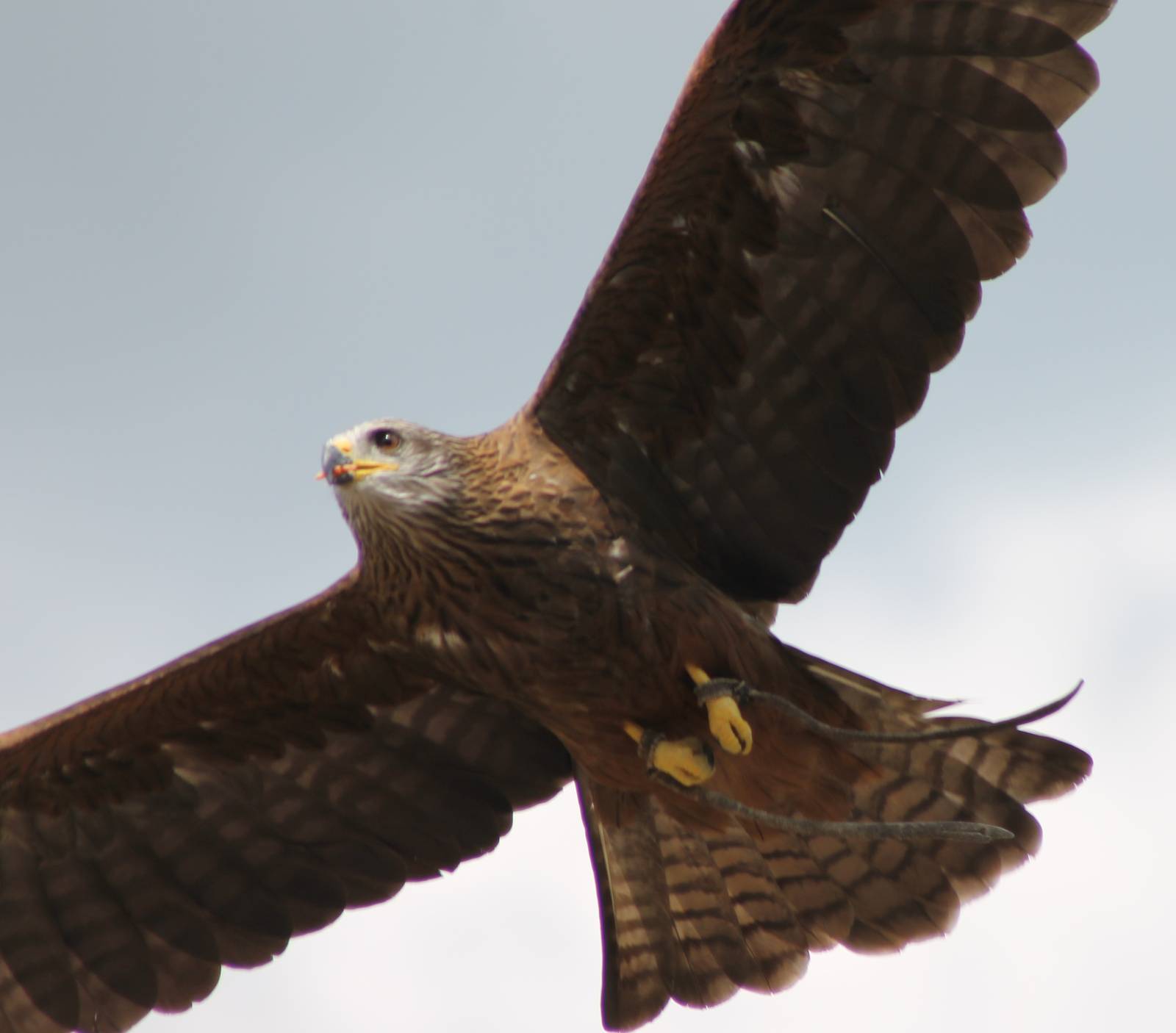 Black kite