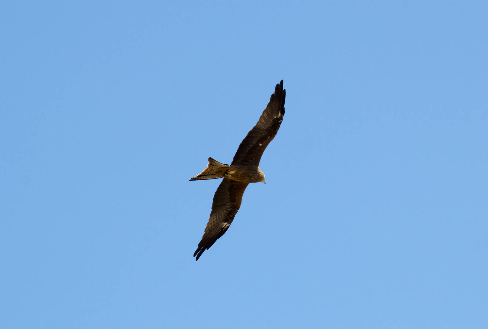 Black Kite