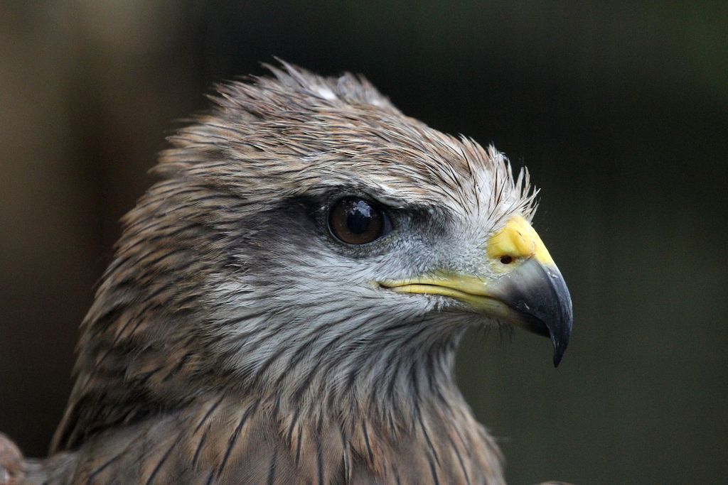 Black Kite
