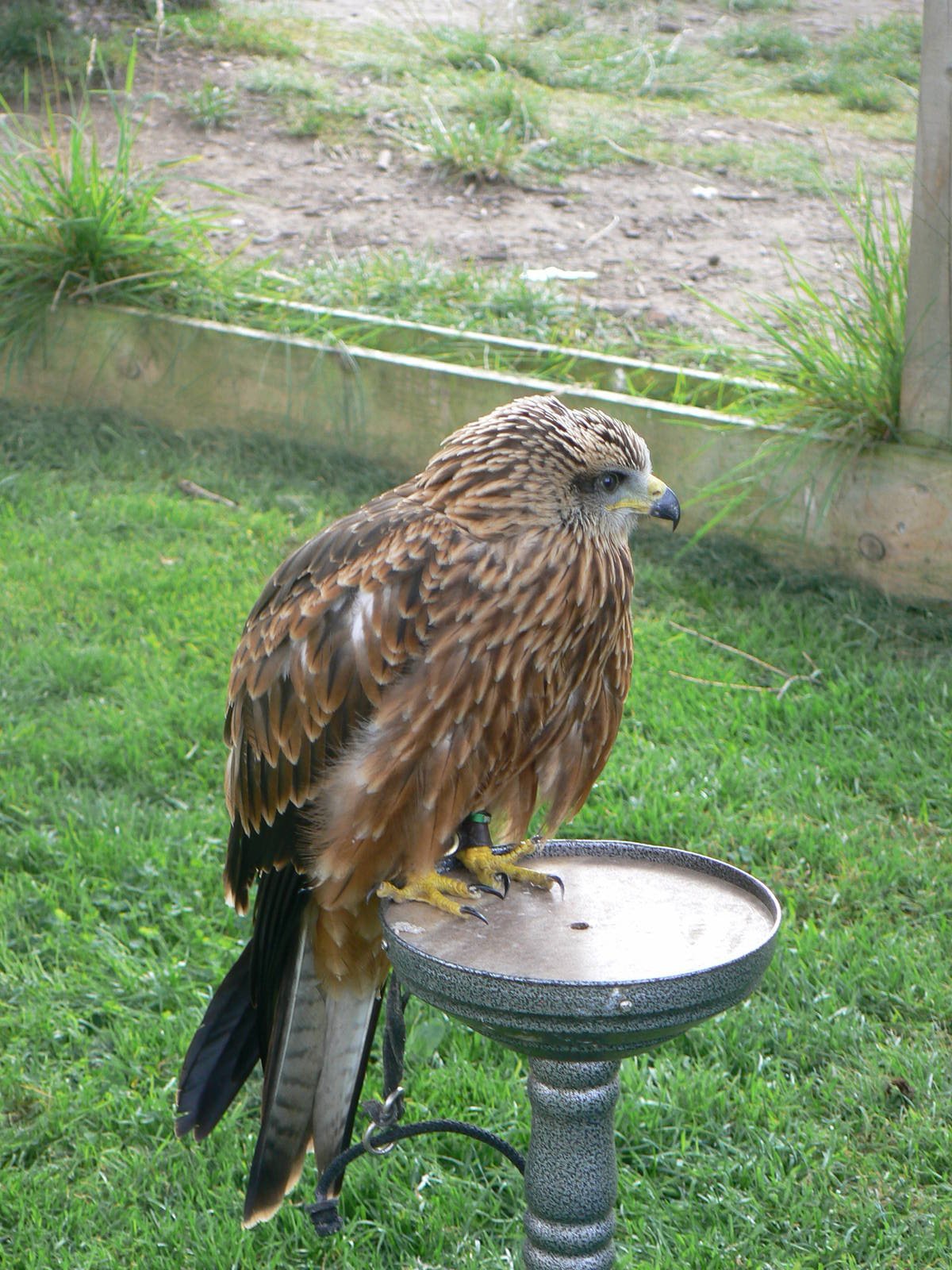 Black Kite