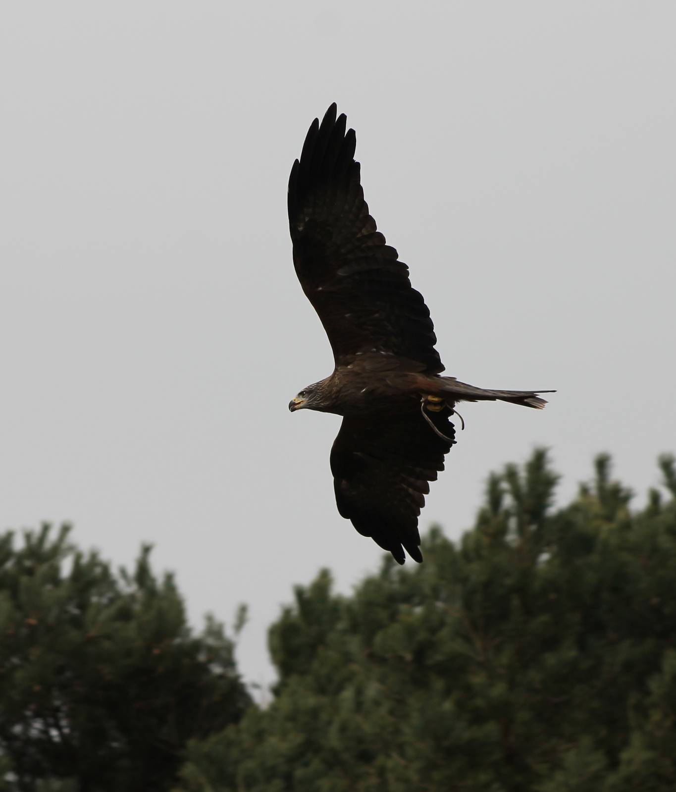 Black kite