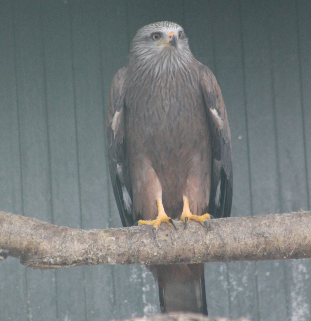 Black kite