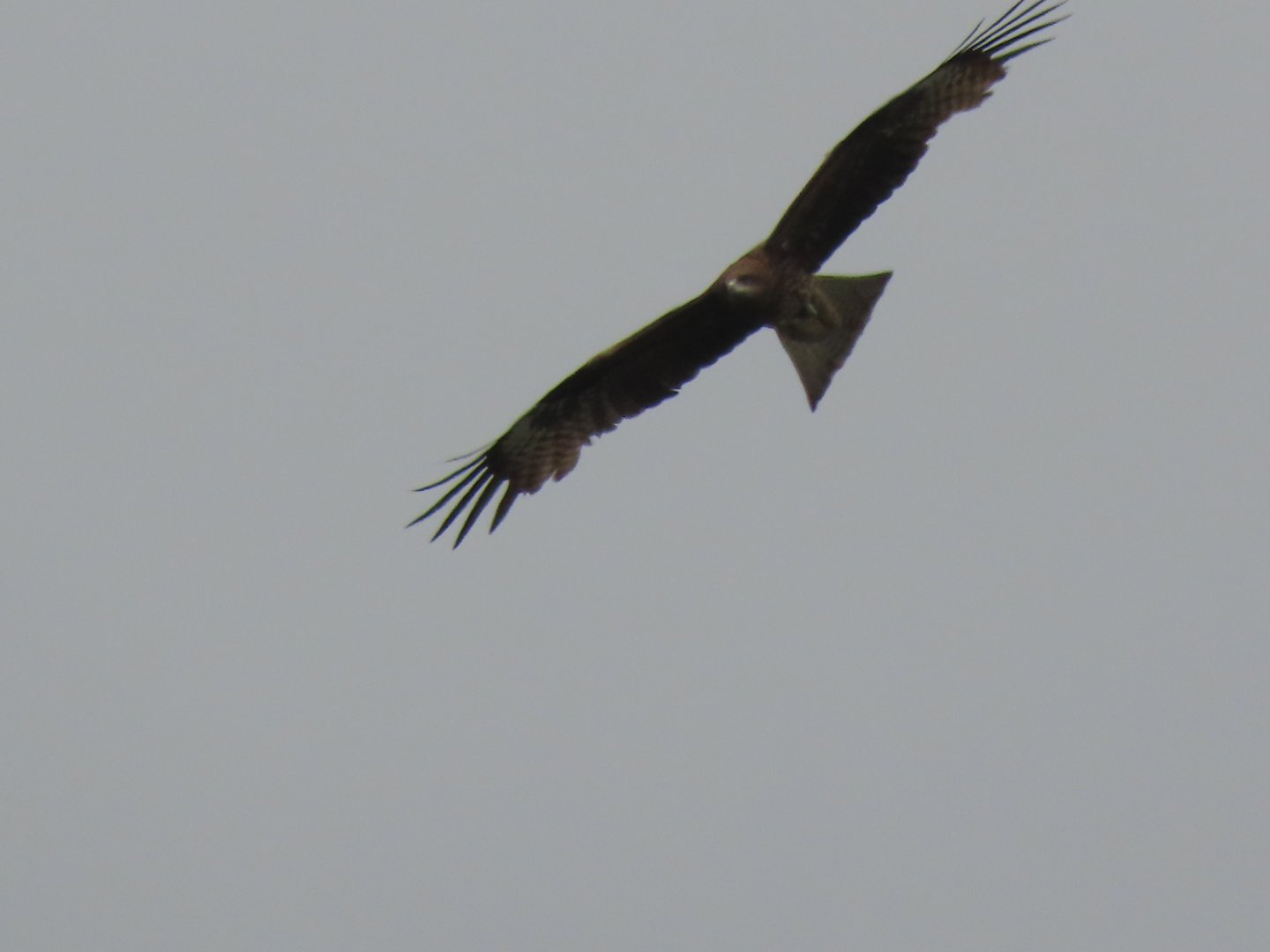 Black kite
