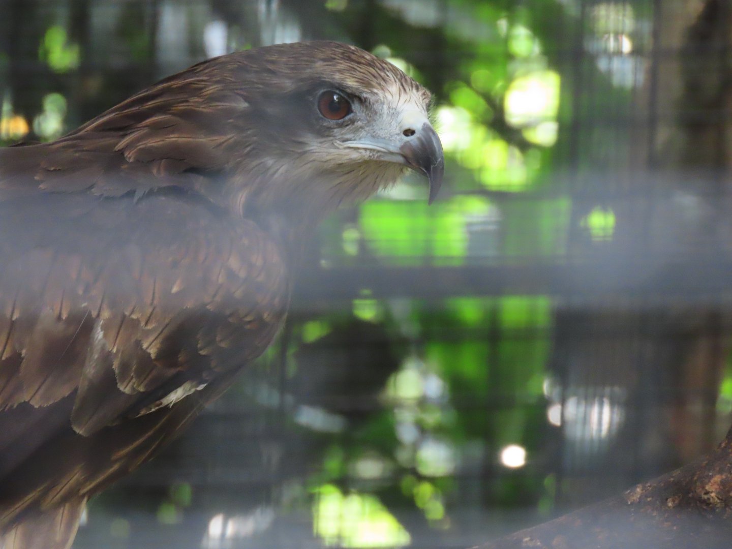Black kite