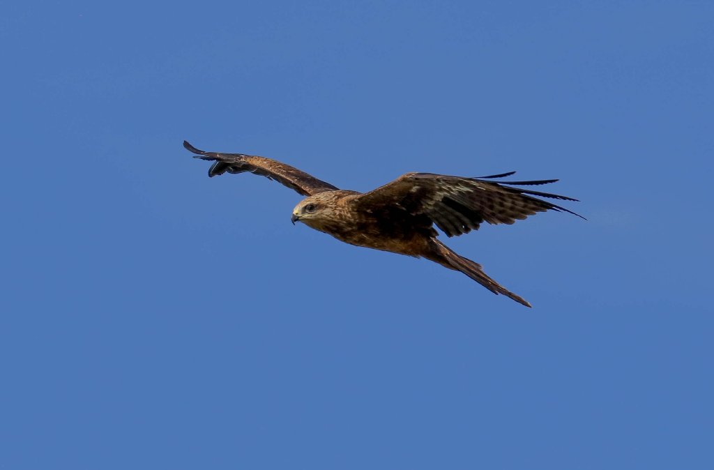 Black Kite