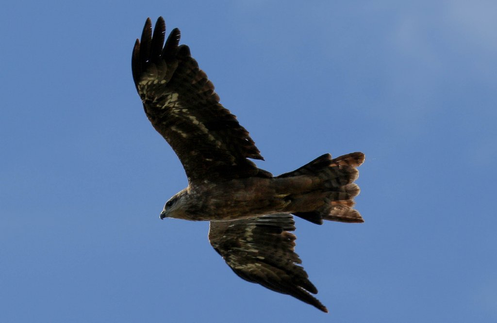 Black Kite