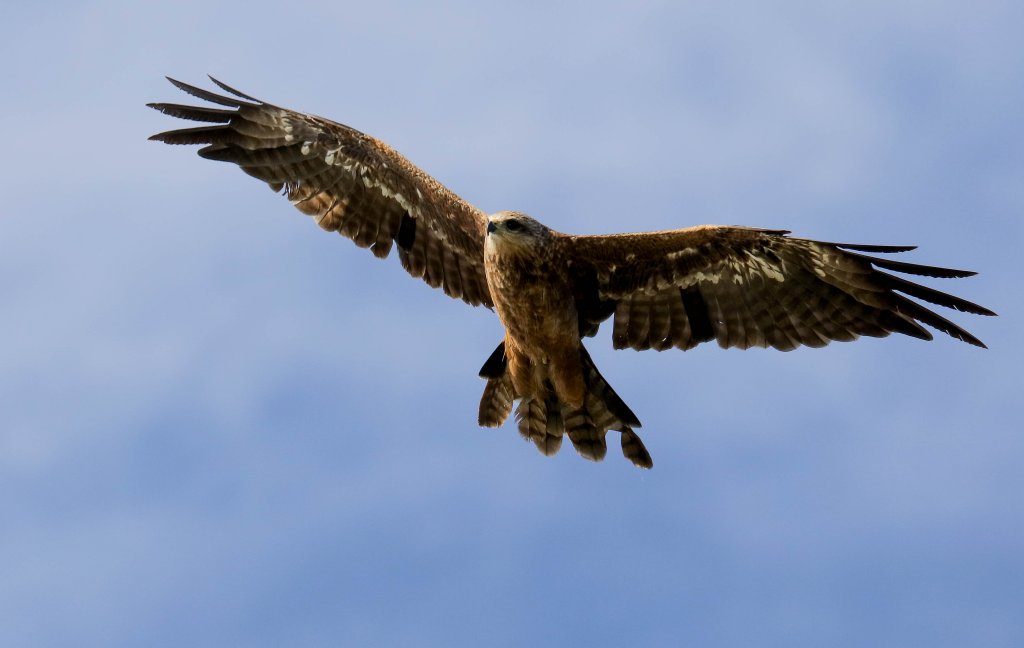 Black Kite