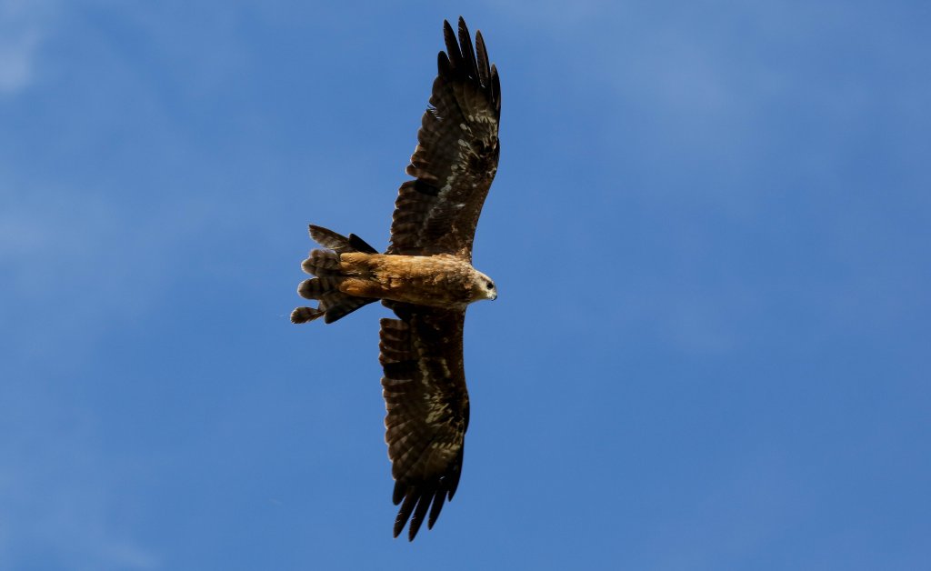 Black Kite