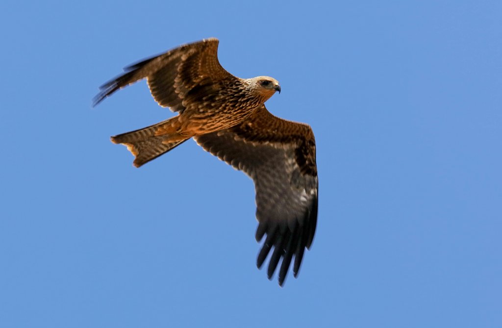 Black Kite