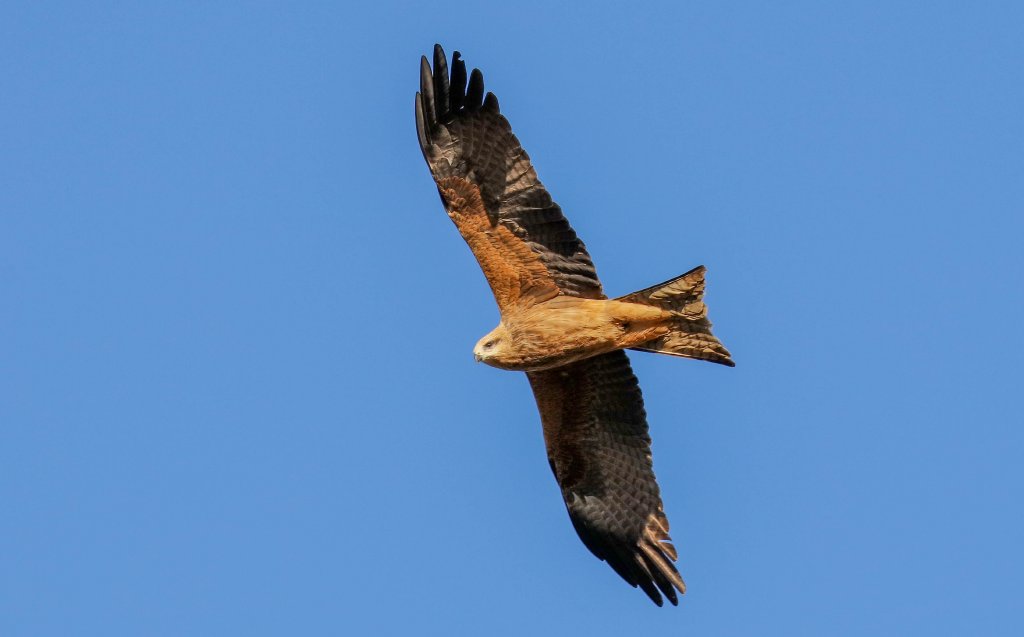 Black Kite