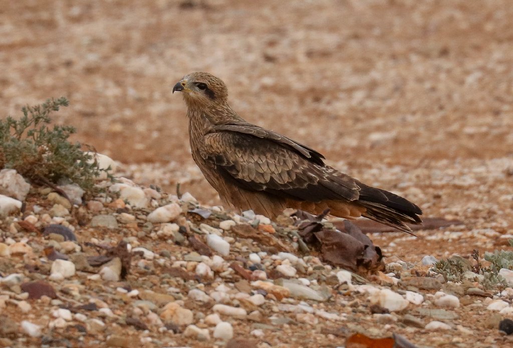 Black Kite