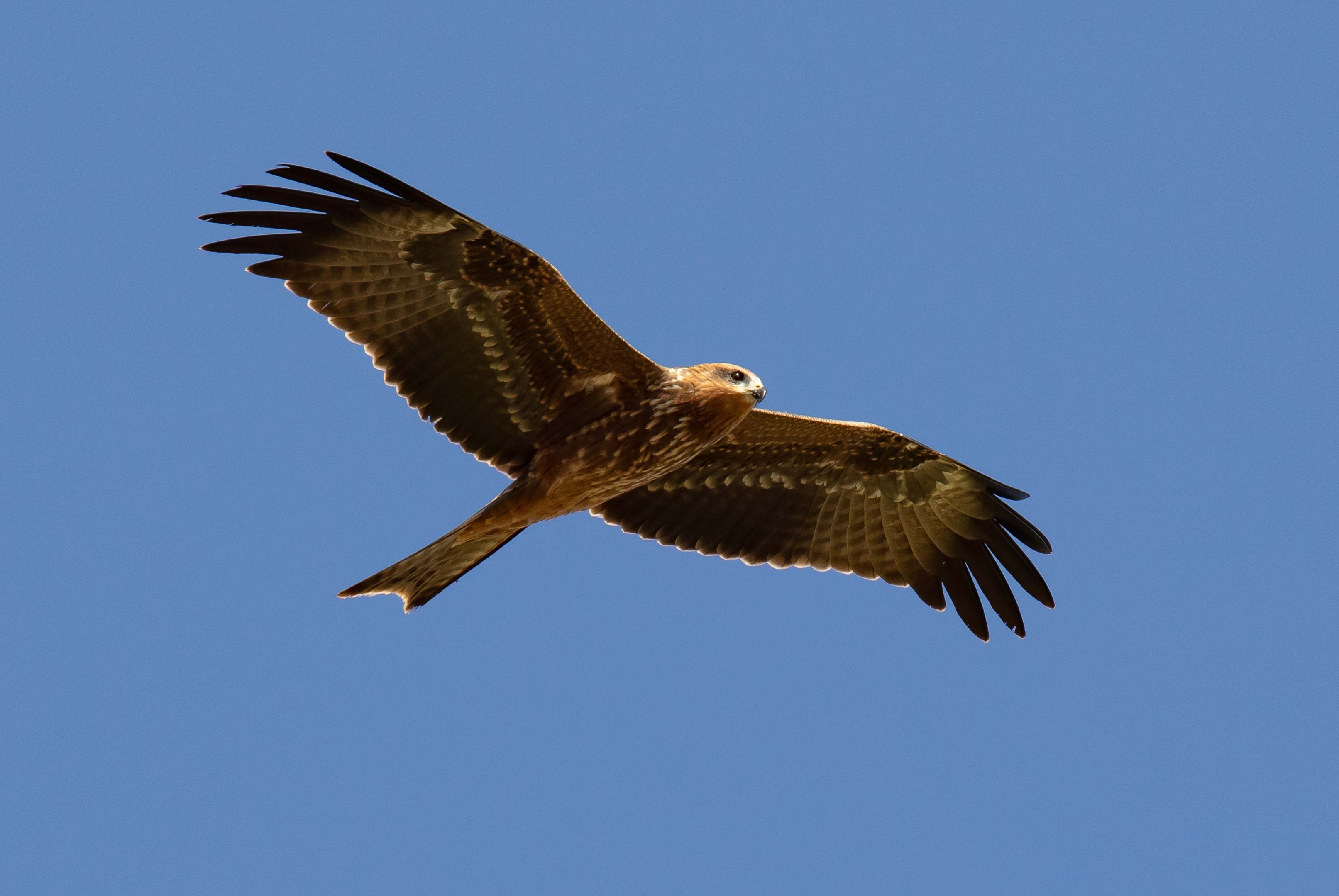 Black Kite