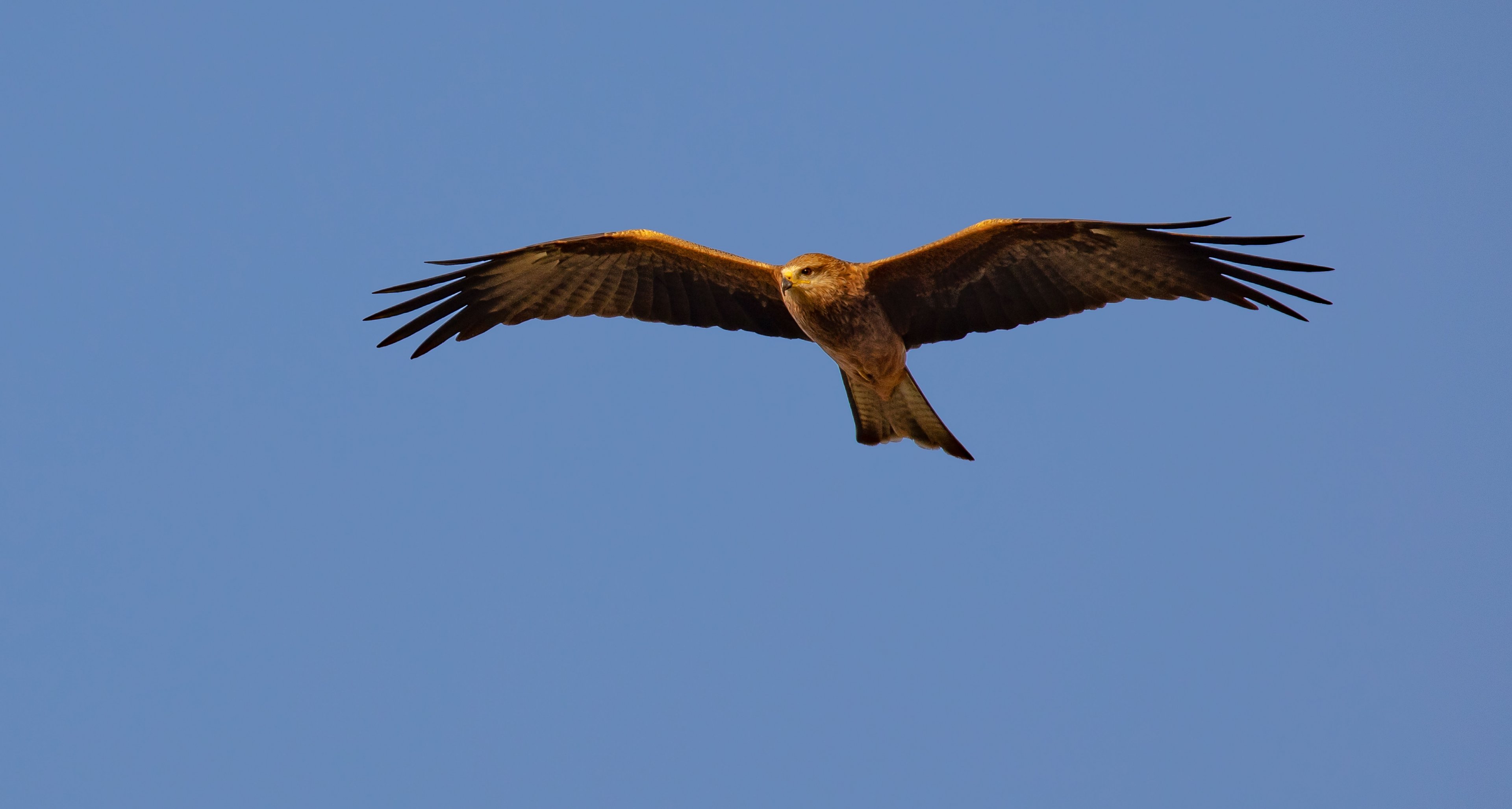 Black Kite