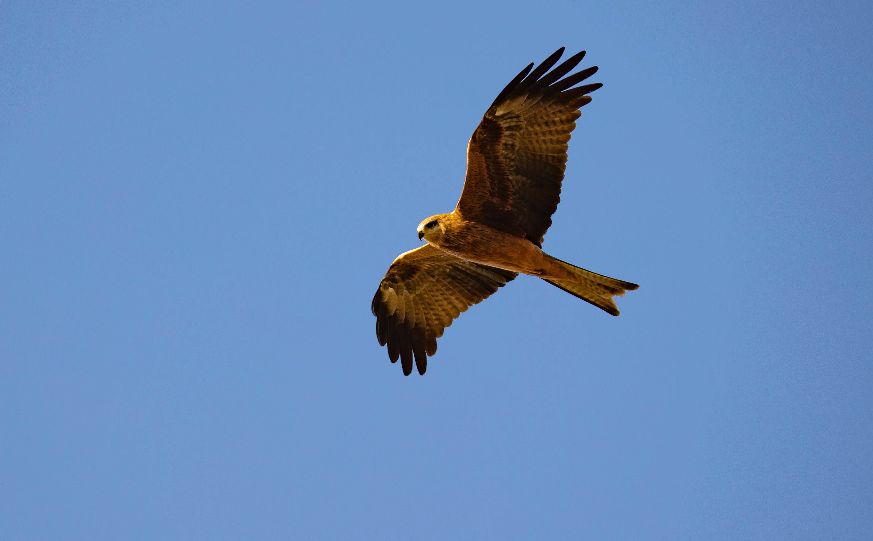 Black Kite