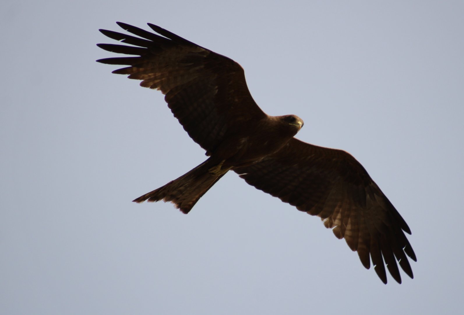 Black kite