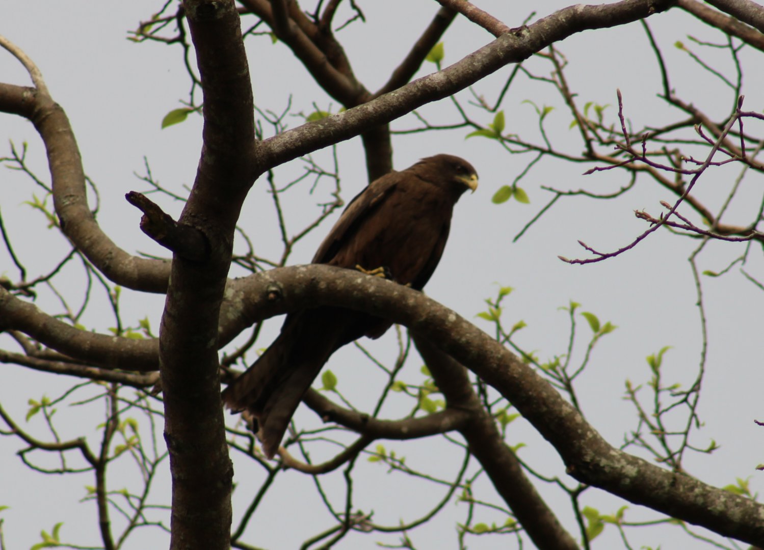 Black kite