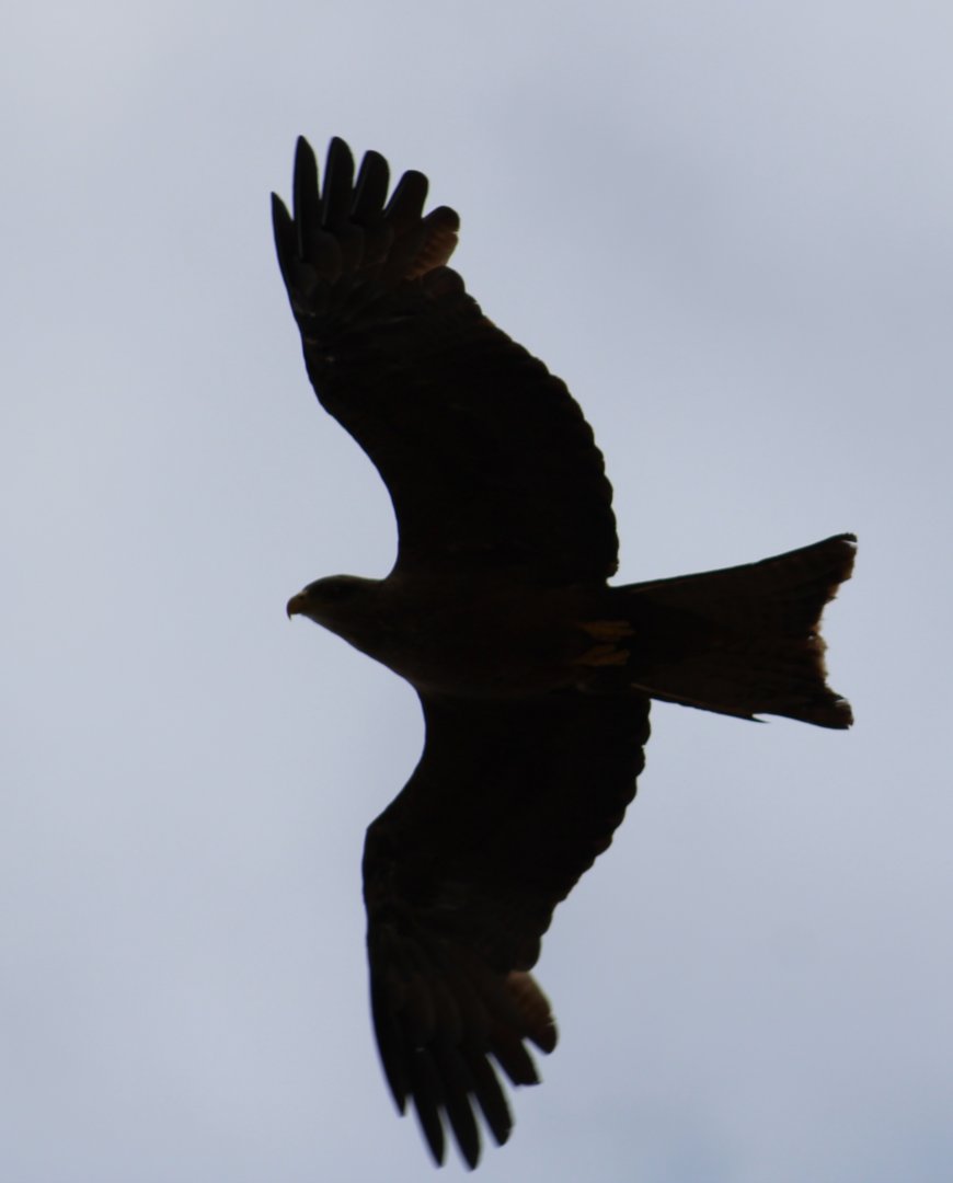 Black kite